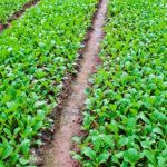 Safe mosquito dunks for vegetable gardens - natural pest control solution for organic farming