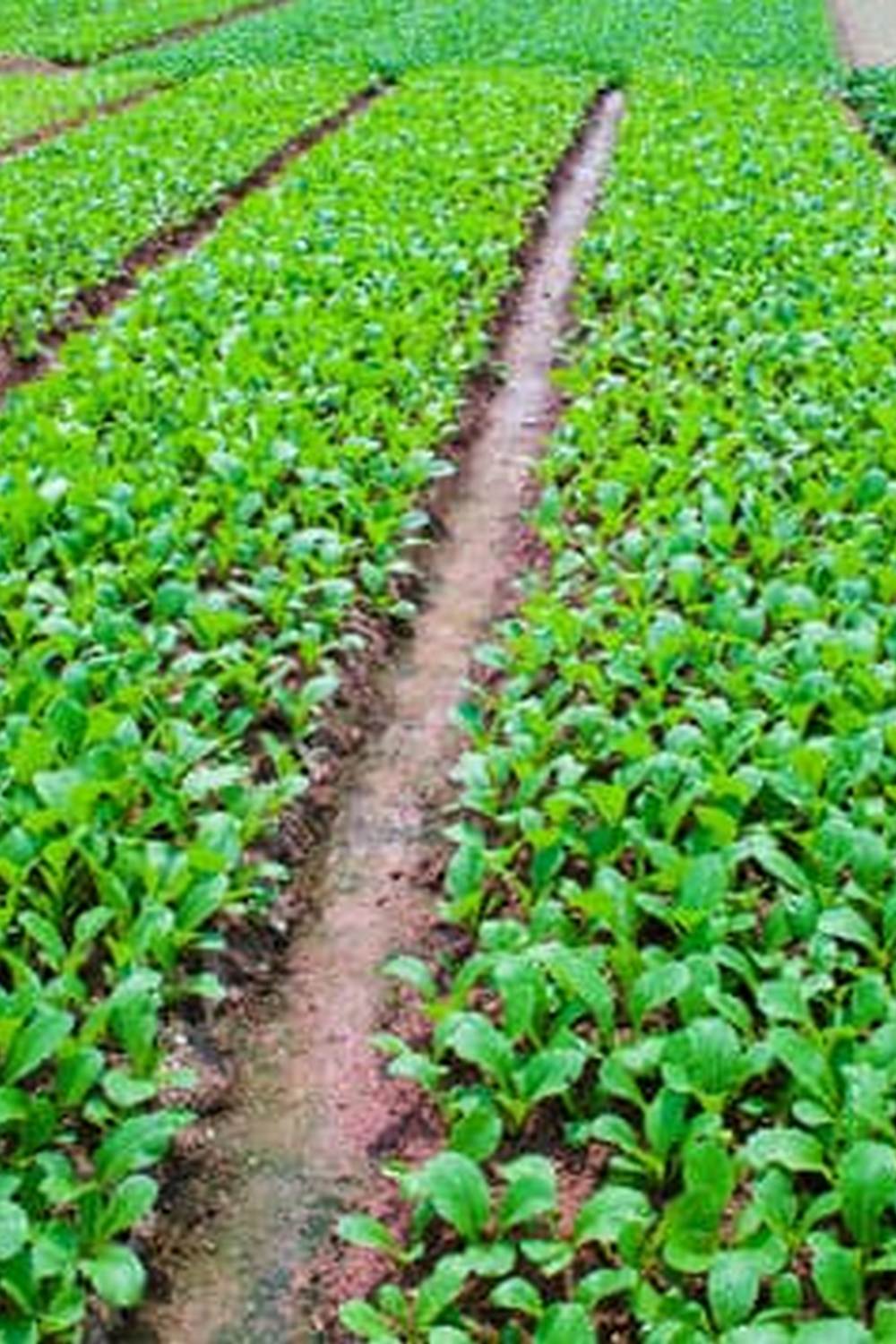 Safe mosquito dunks for vegetable gardens - natural pest control solution for organic farming