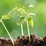 Corn Gluten Meal for vegetable gardens - effective organic solution for healthier plants