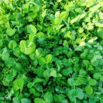 Cucumbers Container Vegetable Gardening thriving green cucumbers in a compact garden set-up