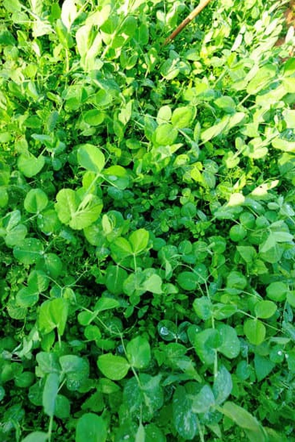 Cucumbers Container Vegetable Gardening 1 thriving green cucumbers in a compact garden set-up