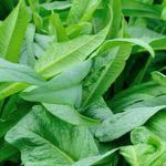 Essential site-specific risk assessment for contaminated vegetable gardens to ensure safety measures are implemented