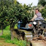 Beautiful flowers complement flourishing vegetable crops in garden beds
