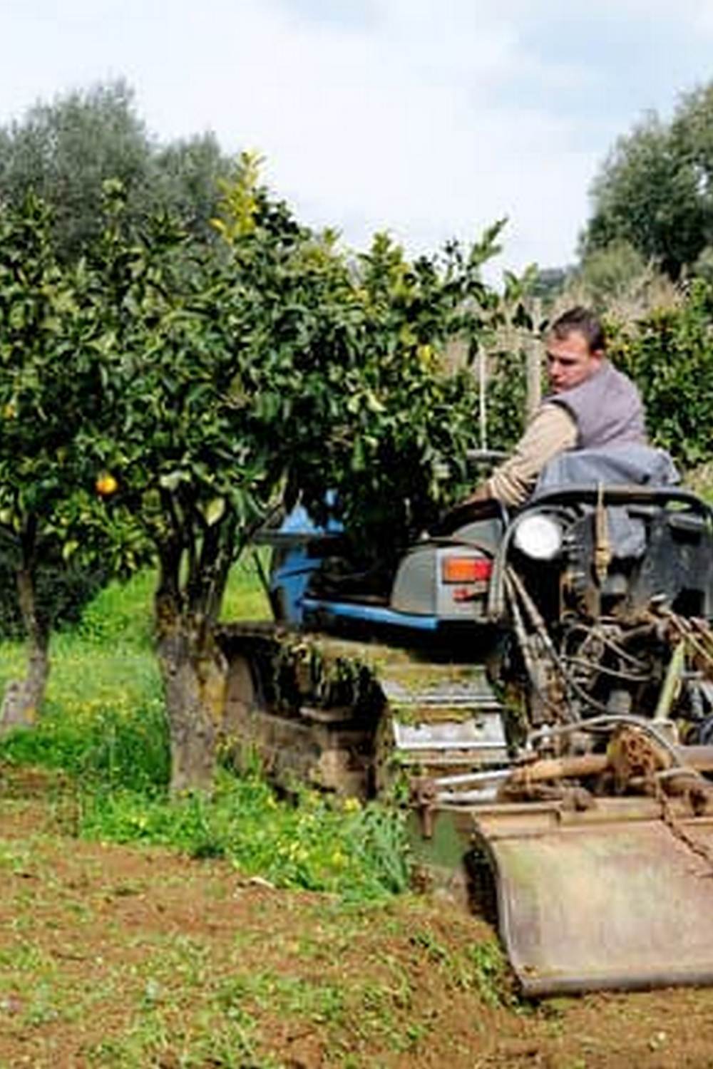 Beautiful flowers complement flourishing vegetable crops in garden beds