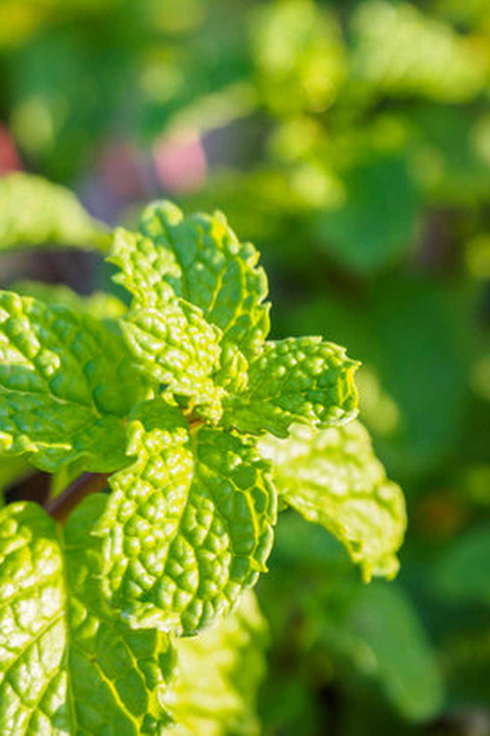 tips for planting, harvesting, and caring for your garden