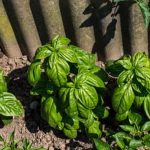 can cedar mulch be used in vegetable gardens