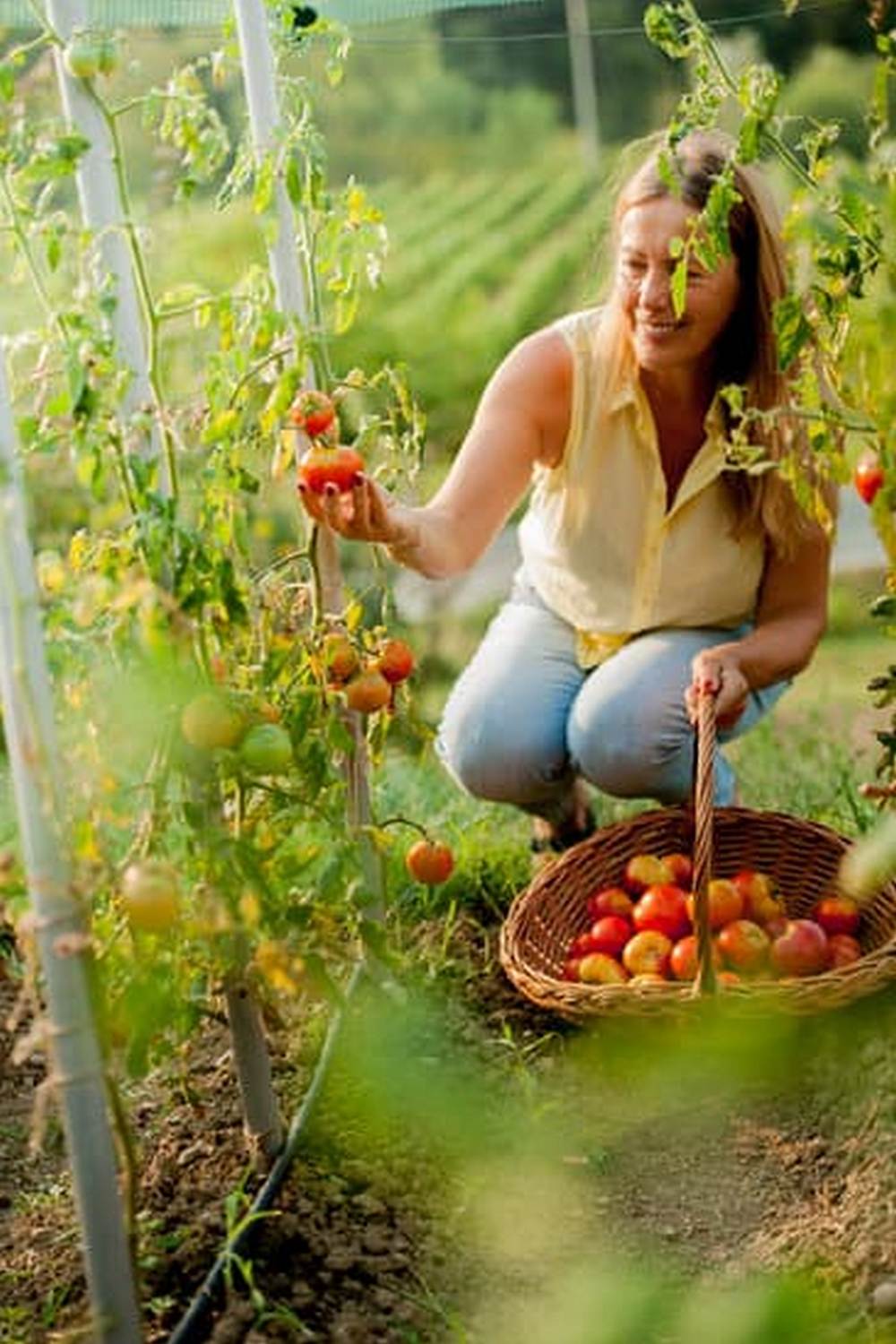 Grow your own produce with VERTICAL INDOOR VEGETABLE GARDENS - compact, convenient, and sustainable