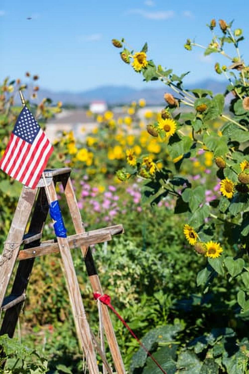 pests, diseases, and nutrient deficiencies