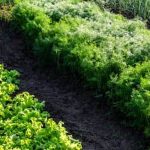 Optimal vegetable gardening conditions in California, the best state for gardening vegetables