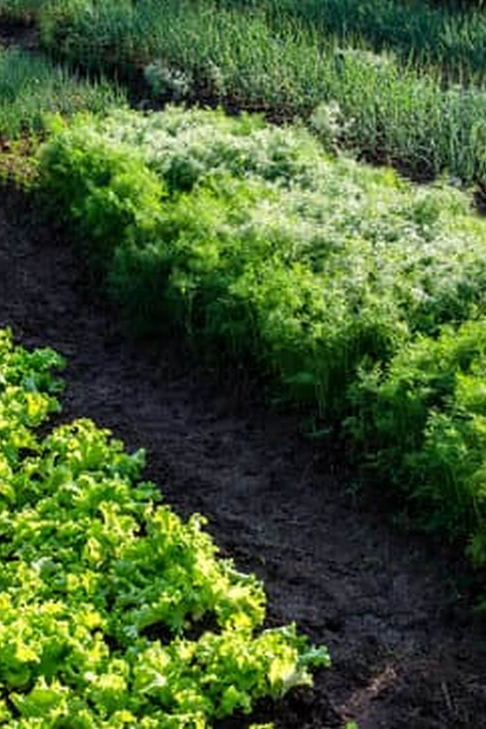 Optimal vegetable gardening conditions in California, the best state for gardening vegetables