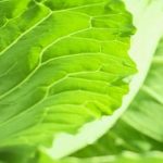 Comprehensive guide on vegetable gardening for beginners, available for free PDF download