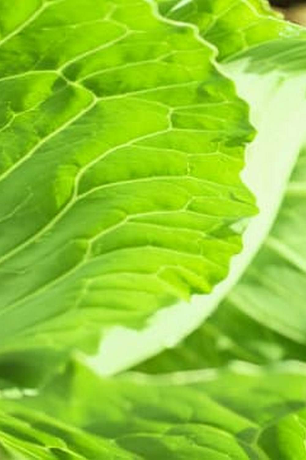 Comprehensive guide on vegetable gardening for beginners, available for free PDF download