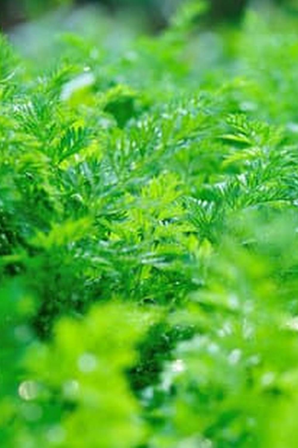 Best cultivator for raised bed vegetable gardens for efficient gardening