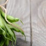 Pressure Treated Wood Vegetable Gardens durable, weather-resistant choice for growing fresh produce at home