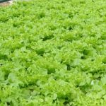 Magnificent French Provincial Vegetable Gardens showcasing colorful heirloom varieties with rustic charm