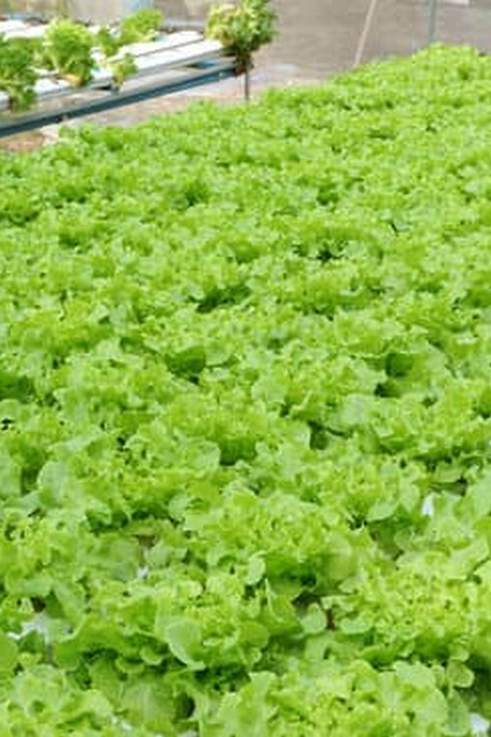 Magnificent French Provincial Vegetable Gardens showcasing colorful heirloom varieties with rustic charm