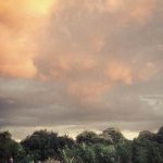 Thriving urban vegetable garden - grow fresh produce in the city