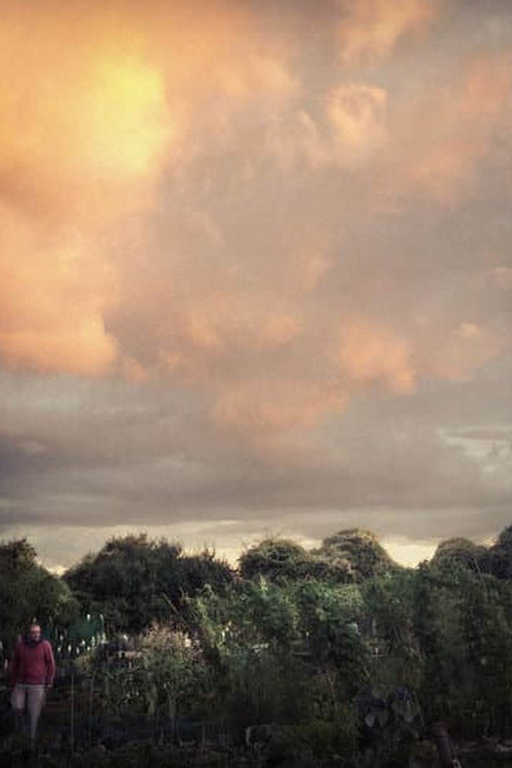 Thriving urban vegetable garden - grow fresh produce in the city