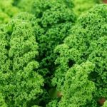 VEGETABLE GARDENERS BIBLE - tips, techniques, and plant recommendations