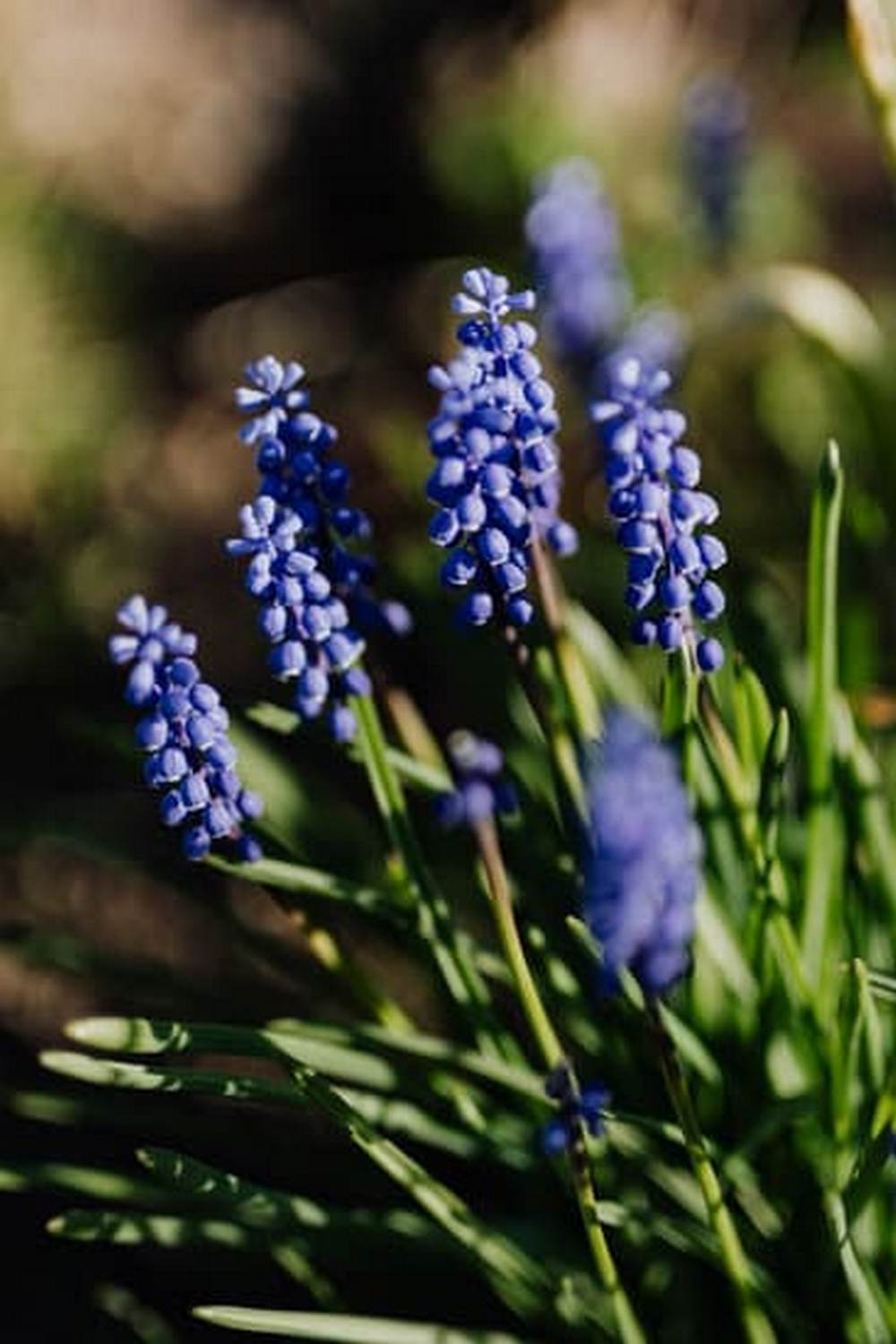 Scenic vegetable gardens in the USA by Mary Tonetti Dorra