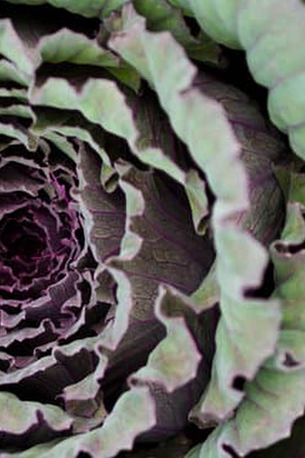 Vibrant Florida vegetable garden showcasing variety of crops, grown organically under the sun