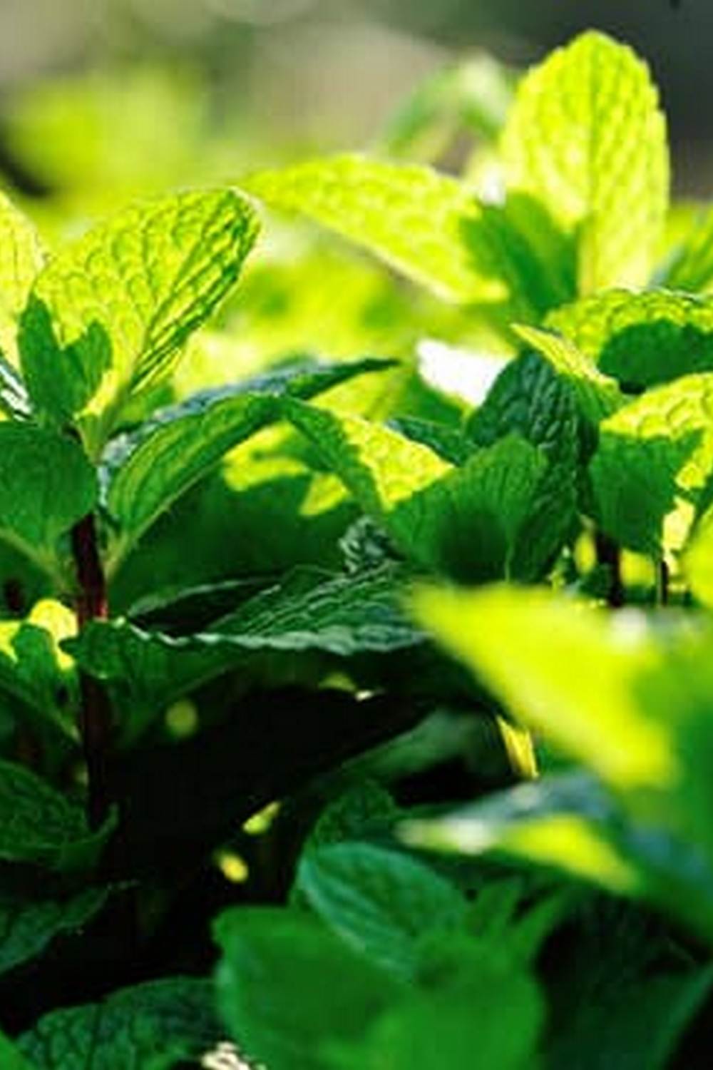 Marigolds for natural pest control and vibrant color contrast