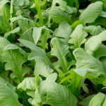 Explore how marigolds, nasturtiums, and sunflowers benefit vegetable gardens