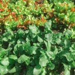 View stunning free pictures of vegetable gardens for inspiration and ideas