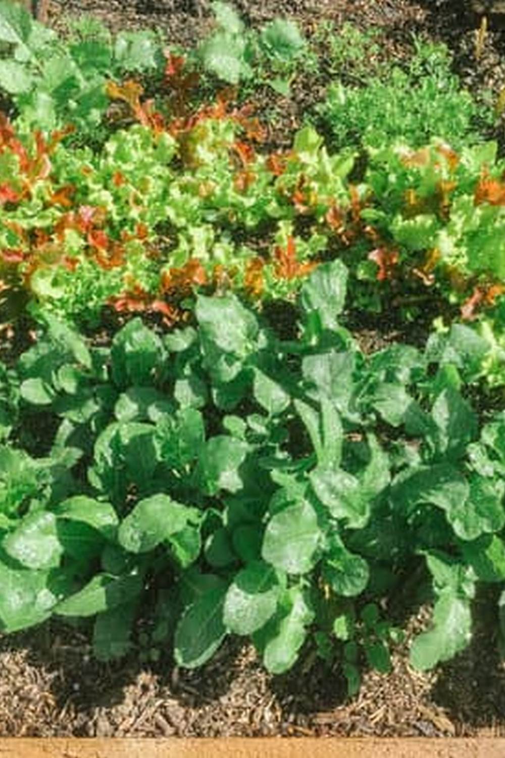 View stunning free pictures of vegetable gardens for inspiration and ideas