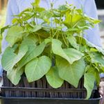 Enhance soil moisture by using shredded cedar mulch in vegetable gardens for optimal growth and protection