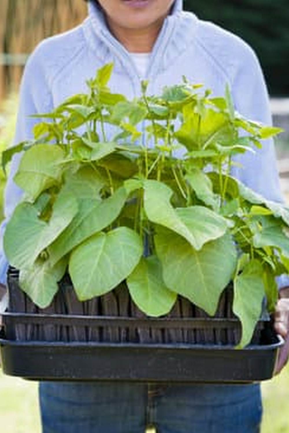 Enhance soil moisture by using shredded cedar mulch in vegetable gardens for optimal growth and protection