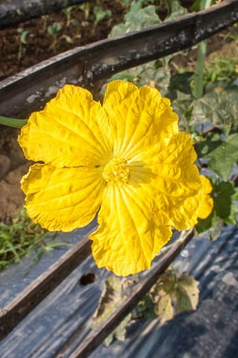 thriving plants despite challenging conditions