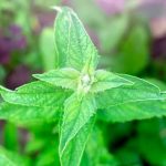 Colorful autumn vegetables lineup for vibrant garden display - VEGETABLES FOR AUTUMN GARDENING