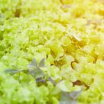 Premium organic alfalfa for enriching vegetable gardening soil naturally