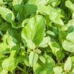 Join Vegetable Gardening Reddit community for tips, advice, and inspiration on growing red vegetables