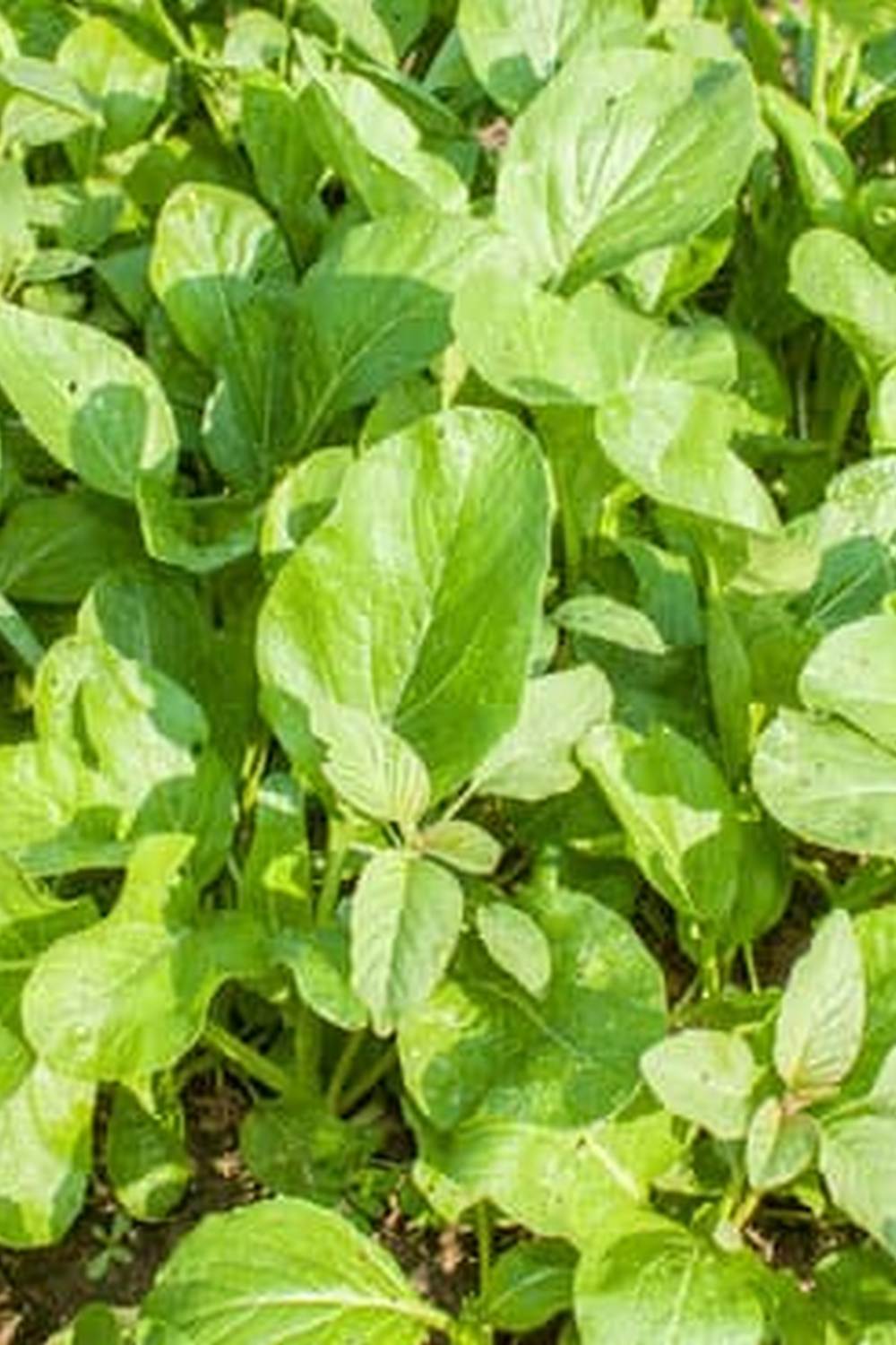 Join Vegetable Gardening Reddit community for tips, advice, and inspiration on growing red vegetables