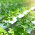 Images of free range chicken happily roaming in vegetable gardens