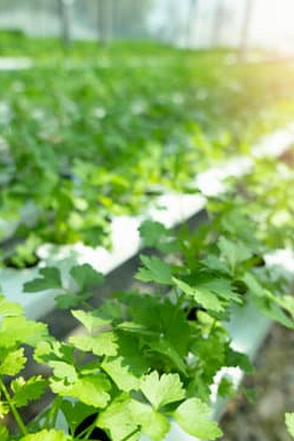 Images of free range chicken happily roaming in vegetable gardens
