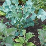 Can Expanding Garden Soil Be Used in Vegetable Gardens Yes, expanding garden soil can nourish vegetable gardens with ease. Give it a try