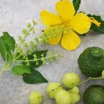 utilizing beneficial bugs and natural repellents