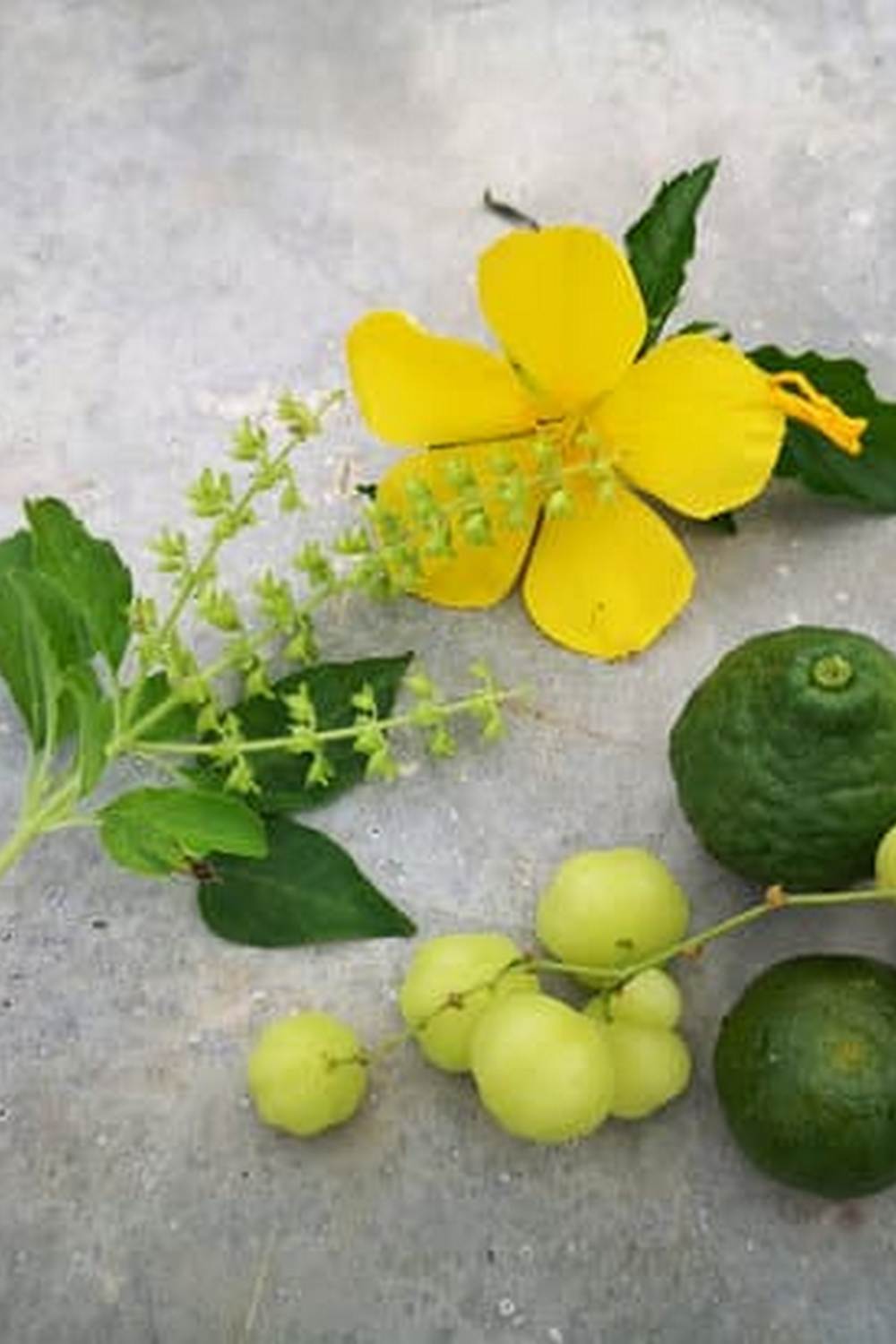 utilizing beneficial bugs and natural repellents