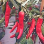 grow fresh produce in small areas