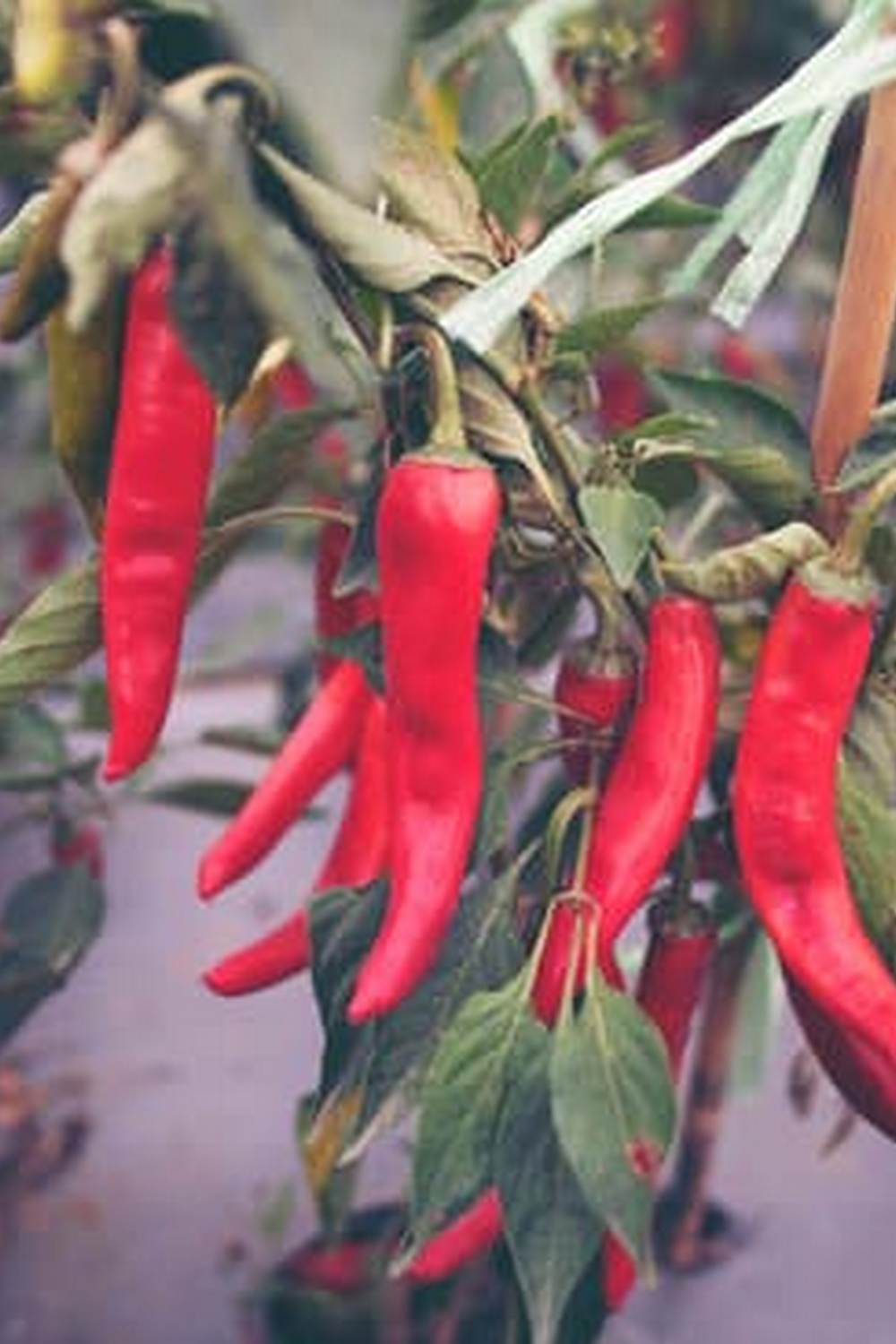 Deck Container Vegetable Gardening 1 grow fresh produce in small areas