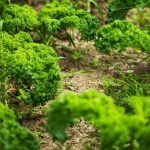 Lavender, Citronella, and Lemon Balm