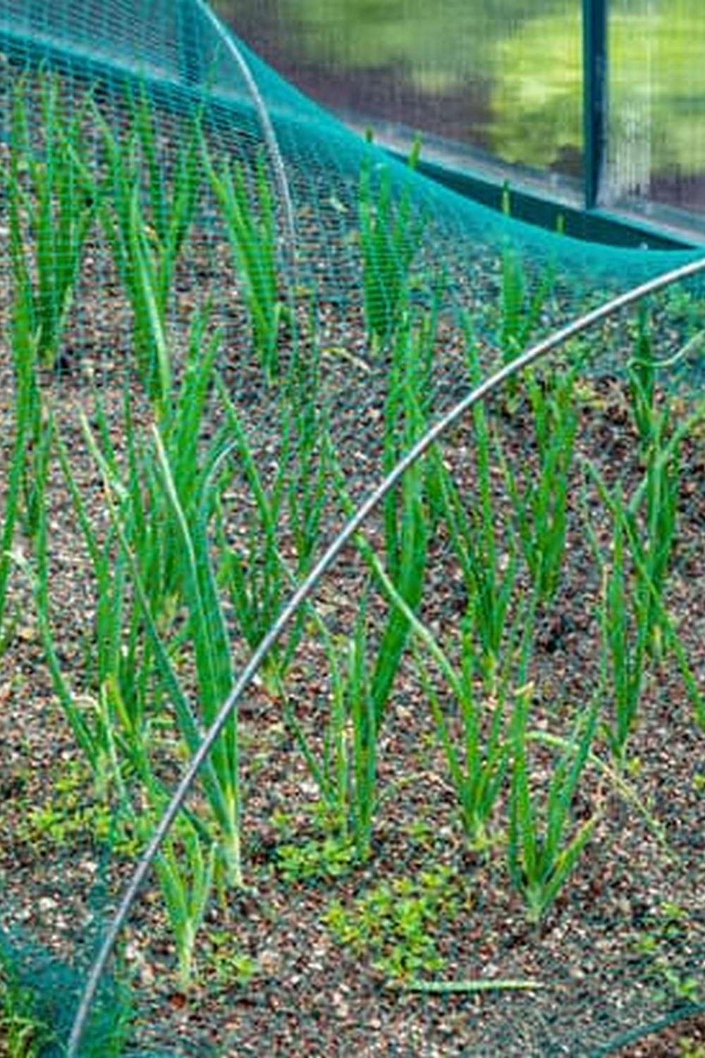 Thriving South Florida Vegetable Garden with diverse produce all year round
