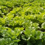 safe, effective, organic solution for pests