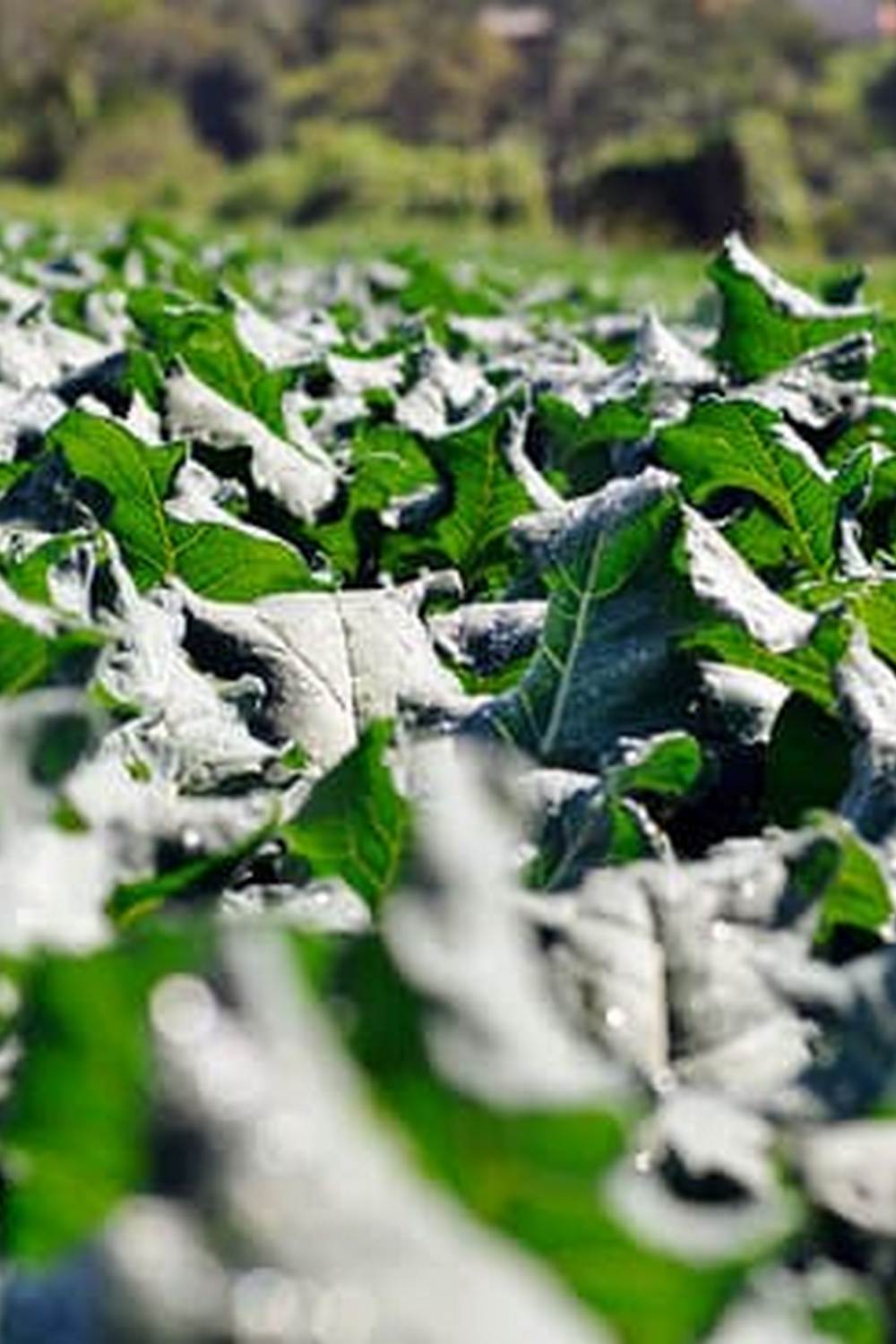 Essential guide for healthy garden beds