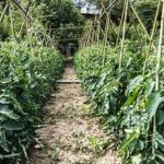 Comprehensive Vegetable Gardening Guide from EDIS - Expert Tips and Tricks for Success