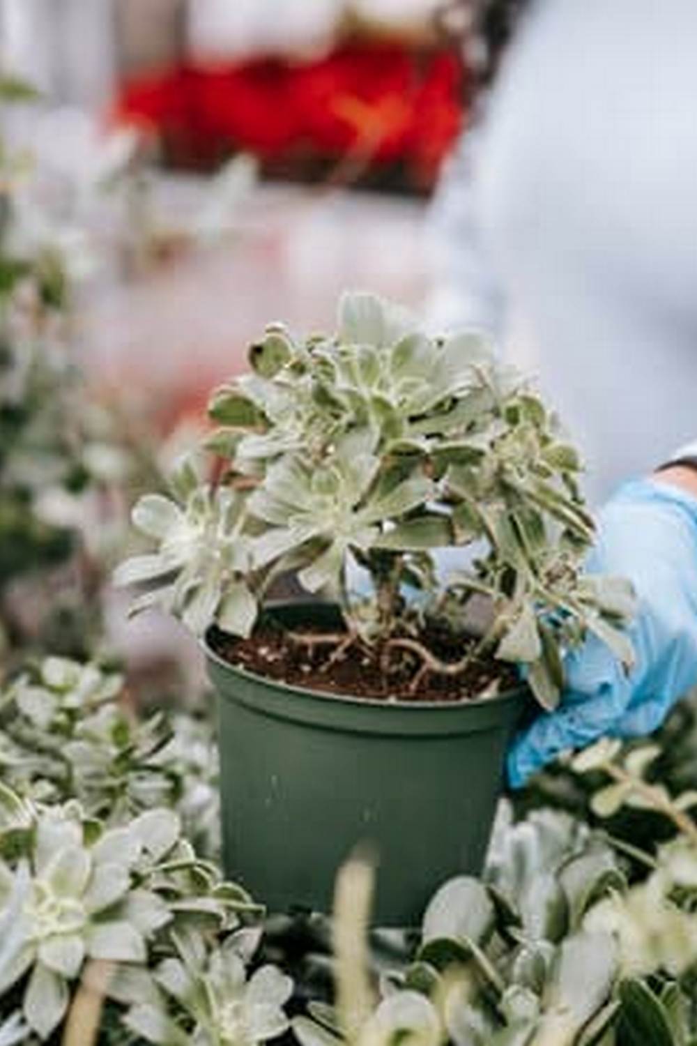 choosing the right containers for successful yields