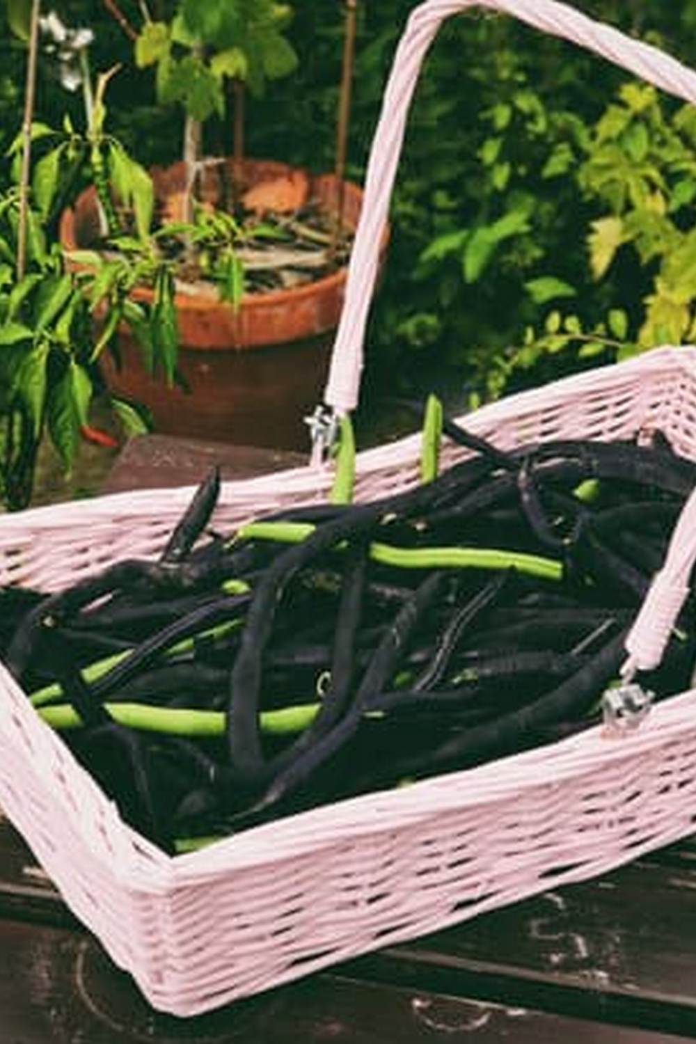 Protect your vegetable gardens from groundhogs with fencing and deterrents